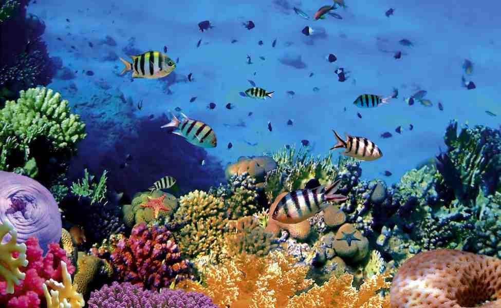 Taman Laut Bunaken Sulawesi Utara